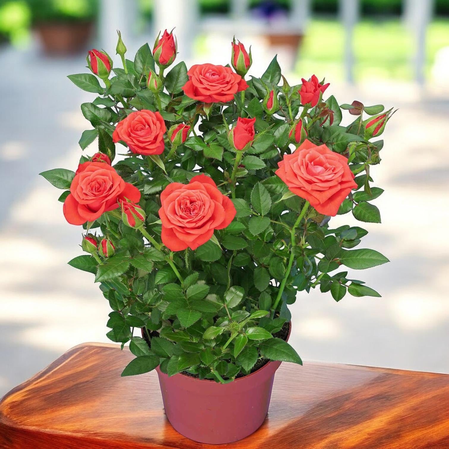 Rosa Orange  - trandafiri pitici portocalii