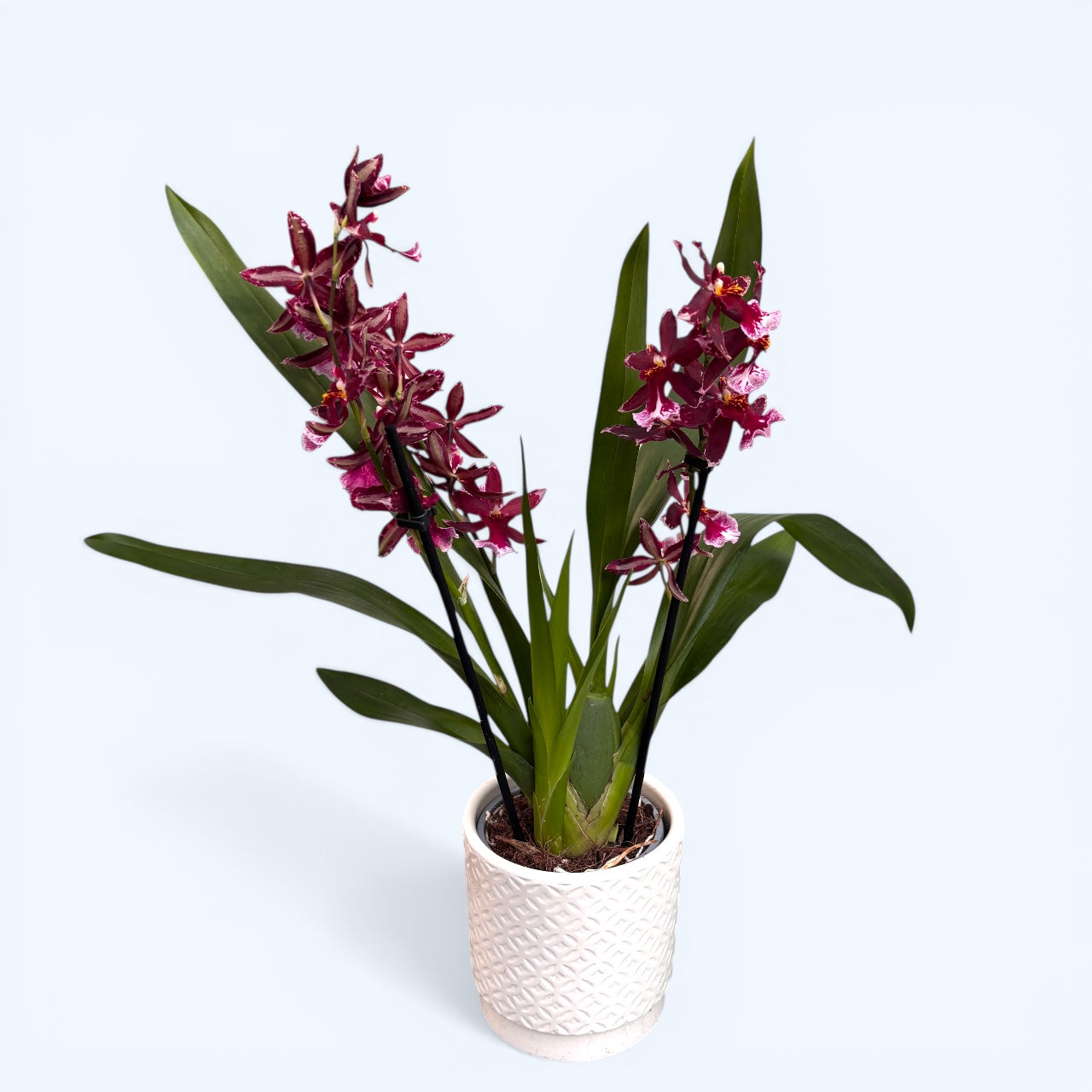 Burrageara Lazio Red doftande