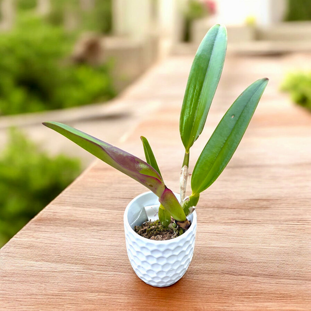 Rth. Chialin Black Flower 'Black King Kong' parfumée