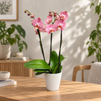 Phalaenopsis Sylvia