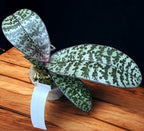 Phalaenopsis schilleriana 'Pink Butterfly' AM/AOS