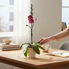 Phalaenopsis Miki Black Witch '74' (Ingrid) stor läpp