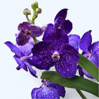 Vanda Tweed Blue XXL 5p (Ansu)