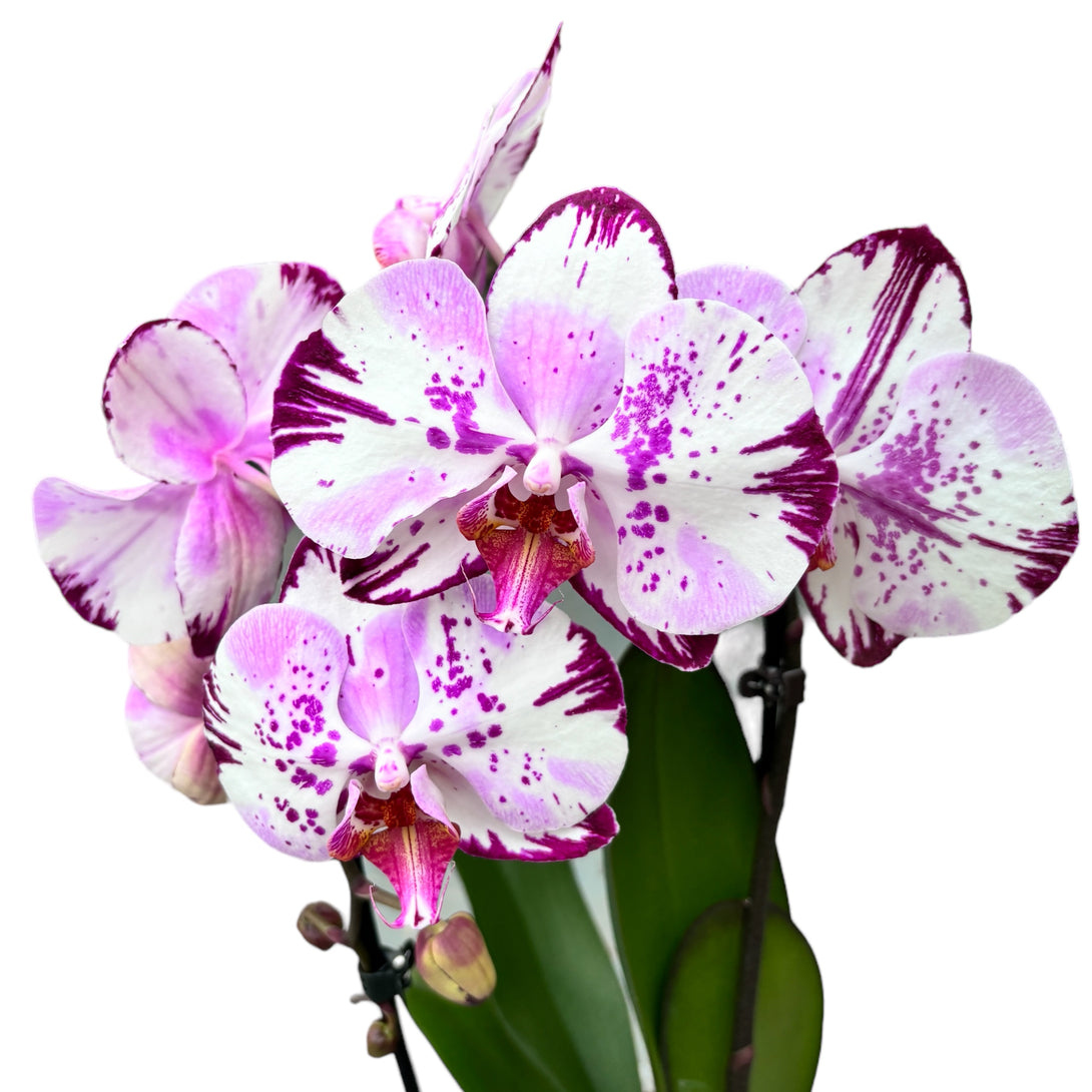 Phalaenopsis Magic Art