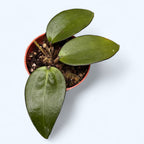 Hoya sp. Malang