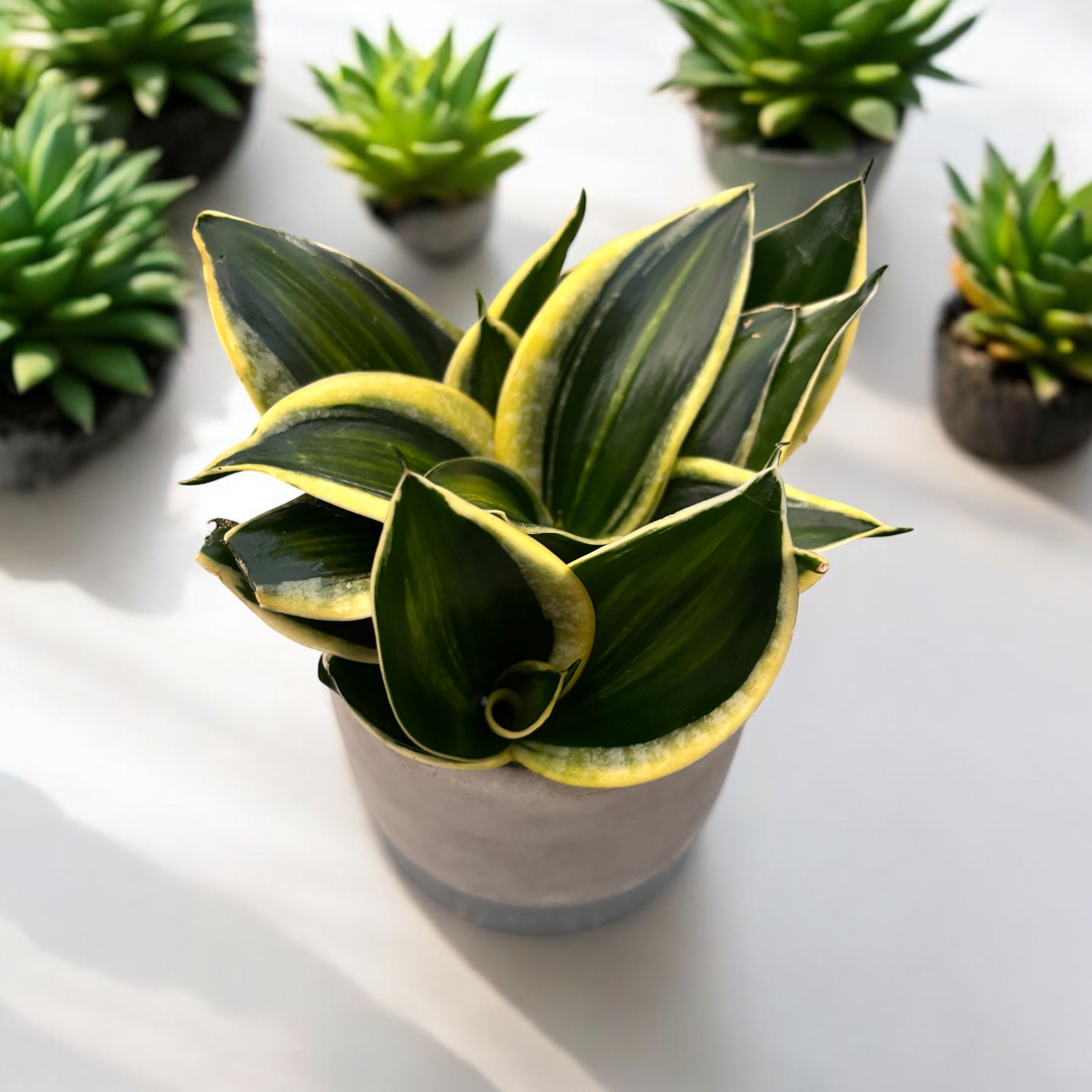 Sansevieria Hahnii 'Stars & Stripe'