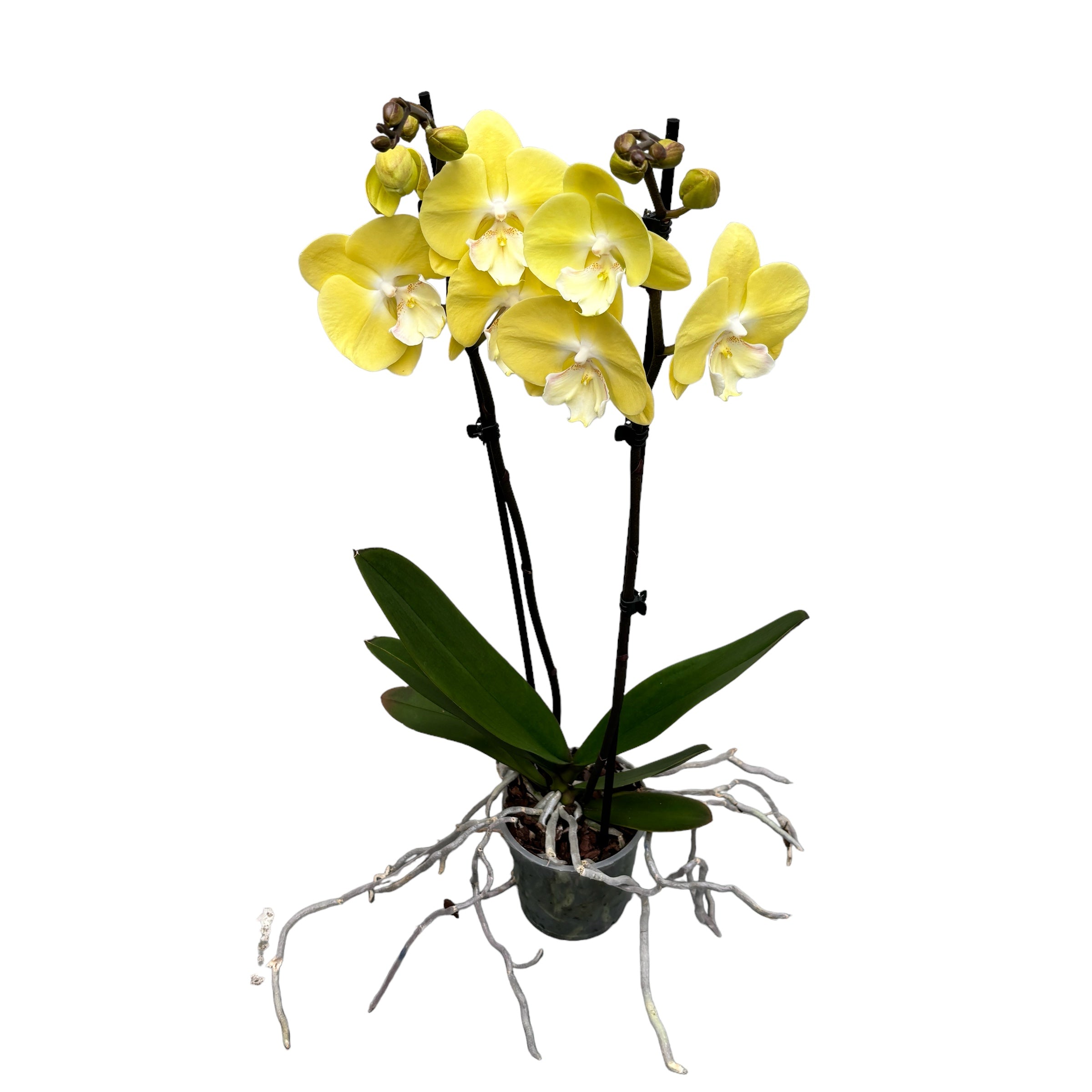 Phalaenopsis ‘Limoncello Kiss’ big lip