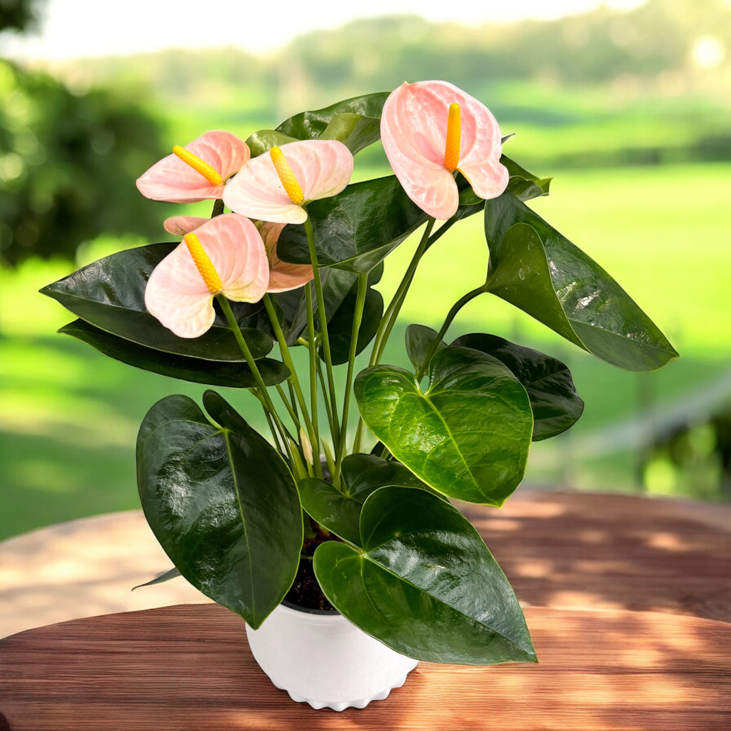 Anthurium ‘Spirit’ – eleganza tropicale in tonalità di rosa pastello