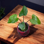 Homalomena rubescens 'Variegata'