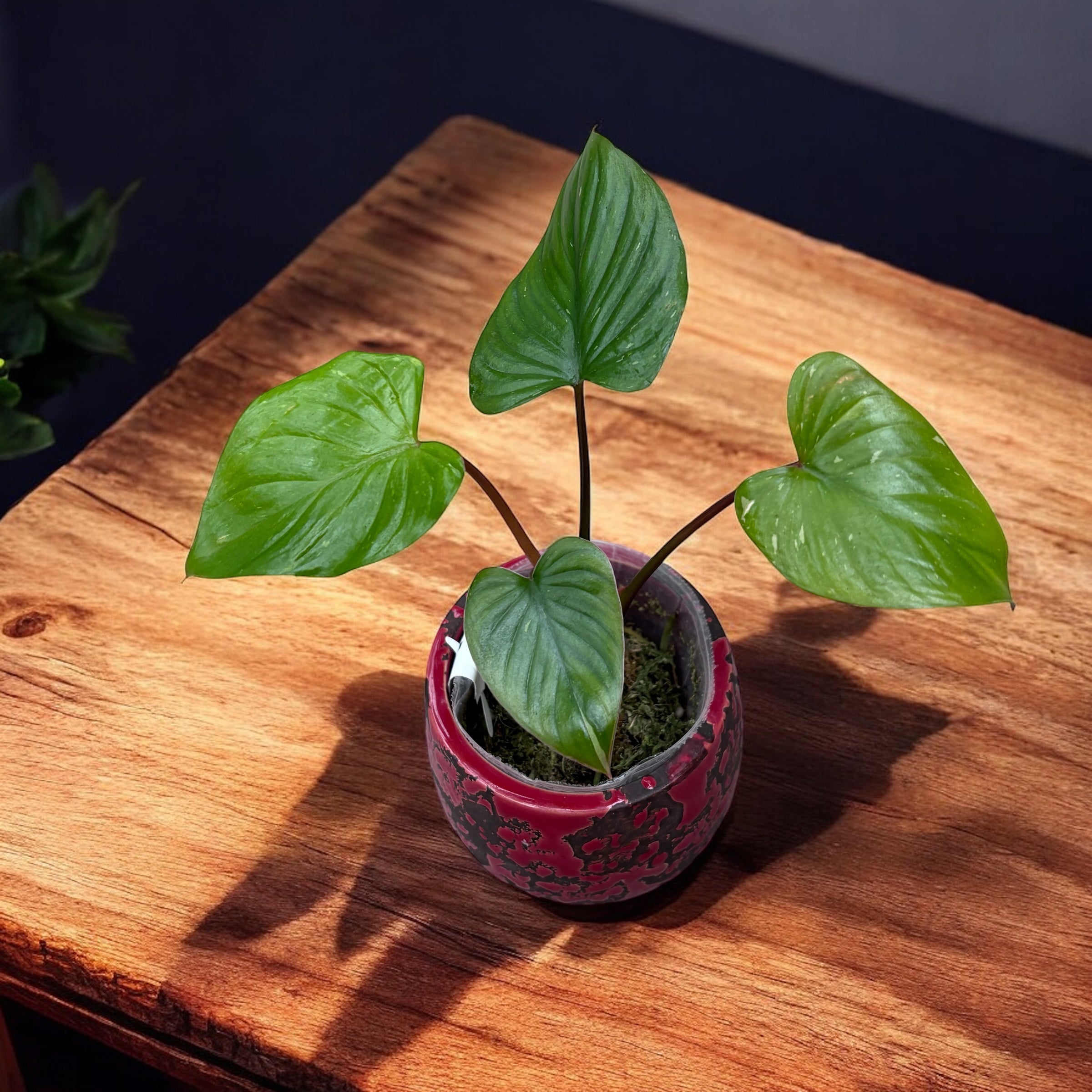 Homalomena rubescens 'Variegata'