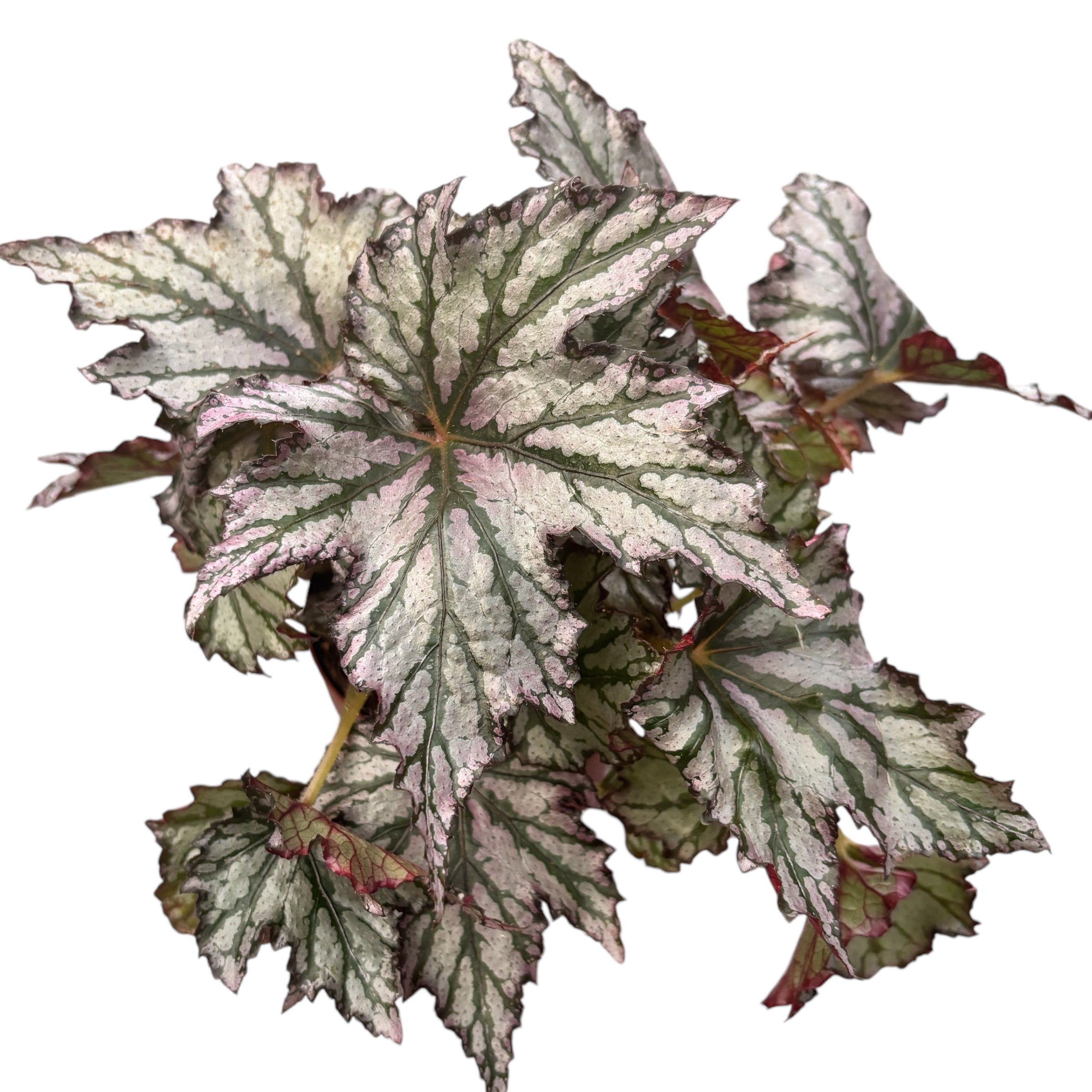Begonia ‘Spacestar Maia’