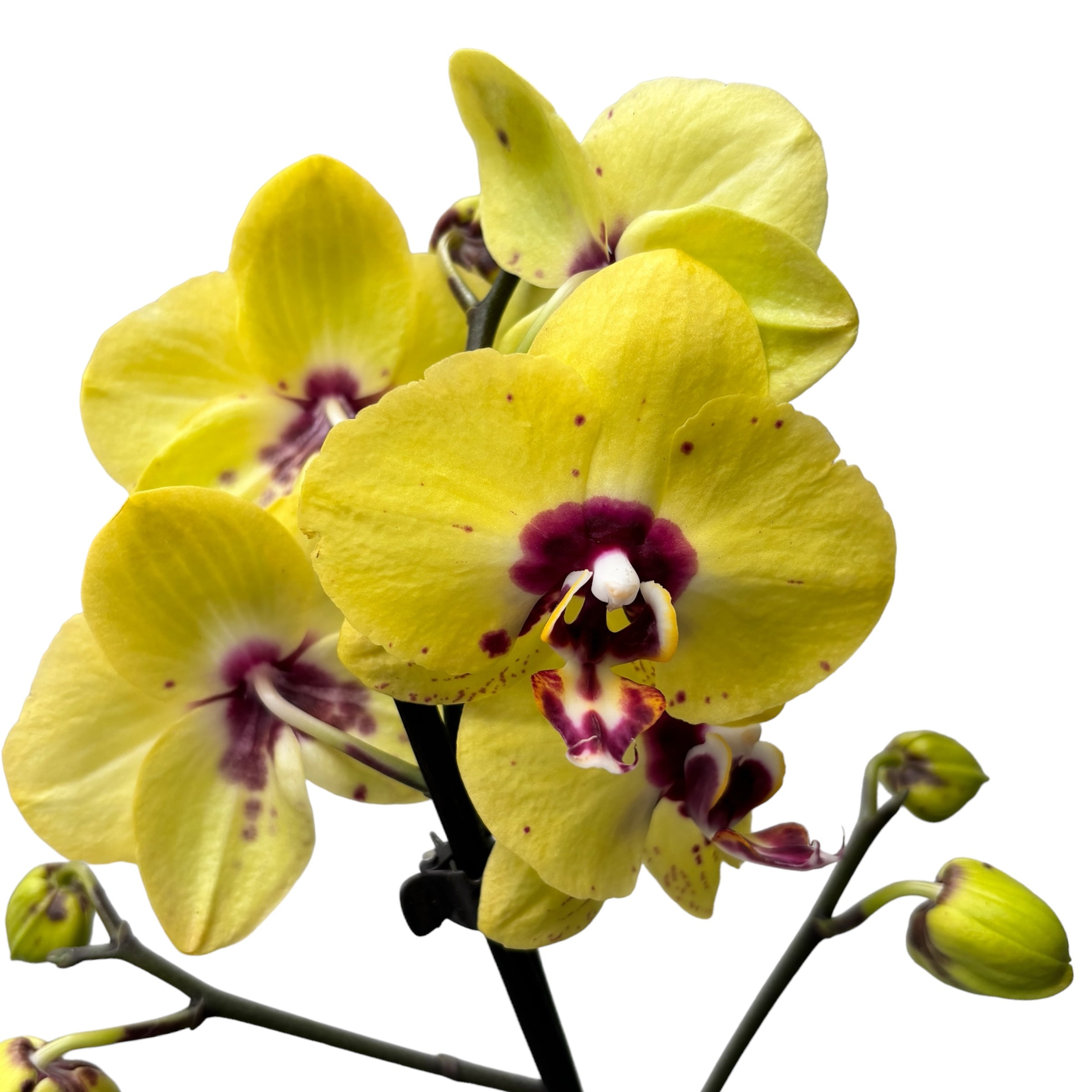 Phalaenopsis (Haur Jin Princess × Dragon Tree Gold)