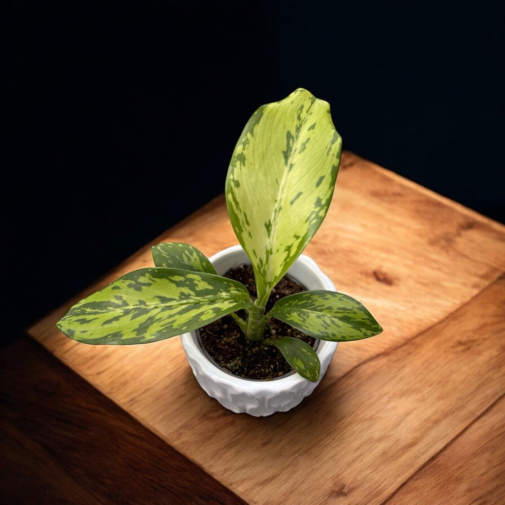 Dieffenbachia 'Crocodile' - babyplant