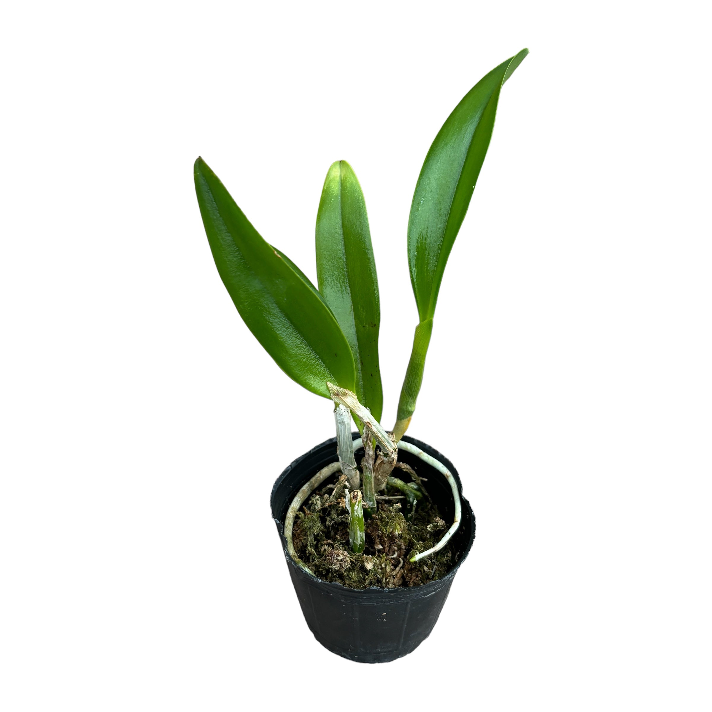 Cattleya Cariad's Mini-Quinee 'Angel Kiss' duftend