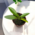 Hoya pubicalyx 'Black Dragon' (Hoya pubicorolla ssp. Anthracina)