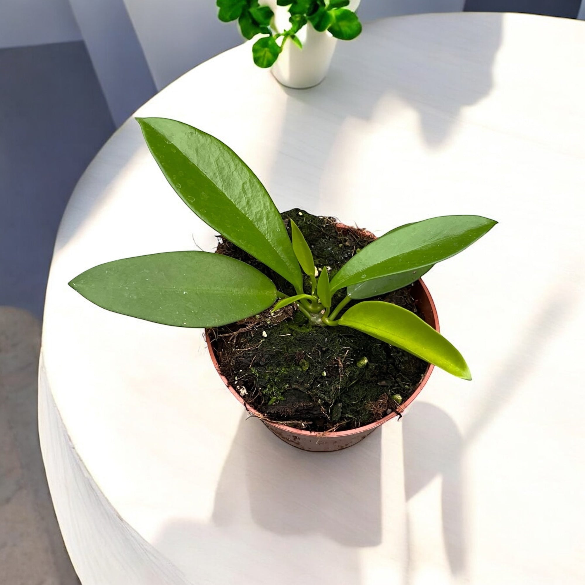 Hoya pubicalyx 'Black Dragon' (Hoya pubicorolla ssp. Anthracina)﻿