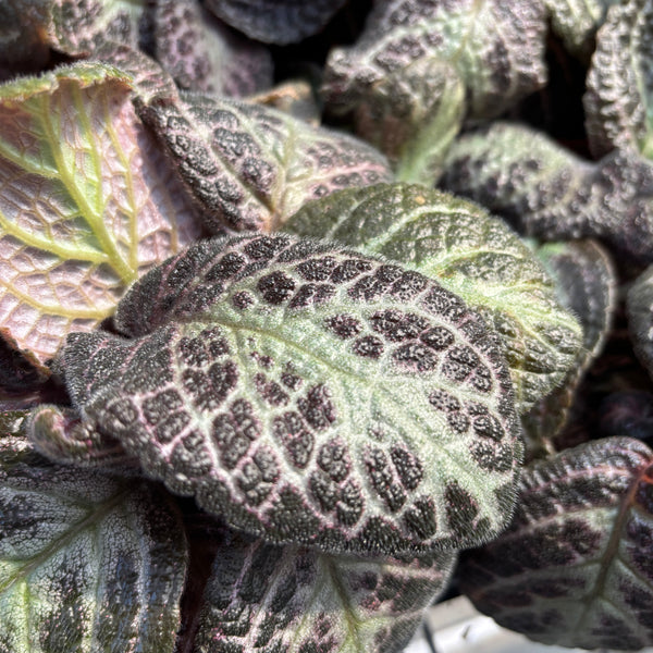 Episcia Rosa Mahagoni