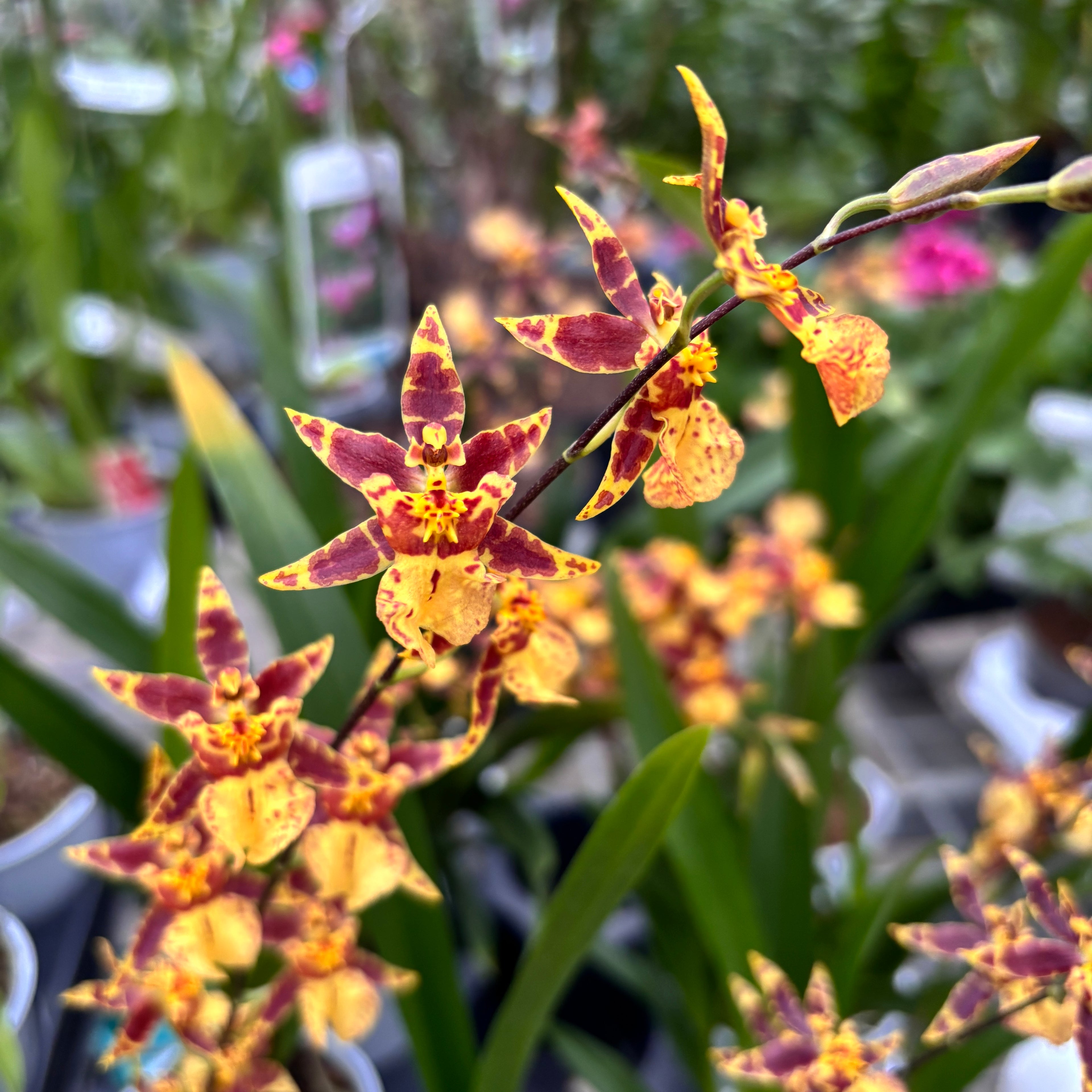 Oncidium (Cyrtocidium) Holm’s Wizard - gyllene - mycket doftande!