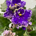 Saintpaulia Optimara Ever Special (Curly Dark Blue)