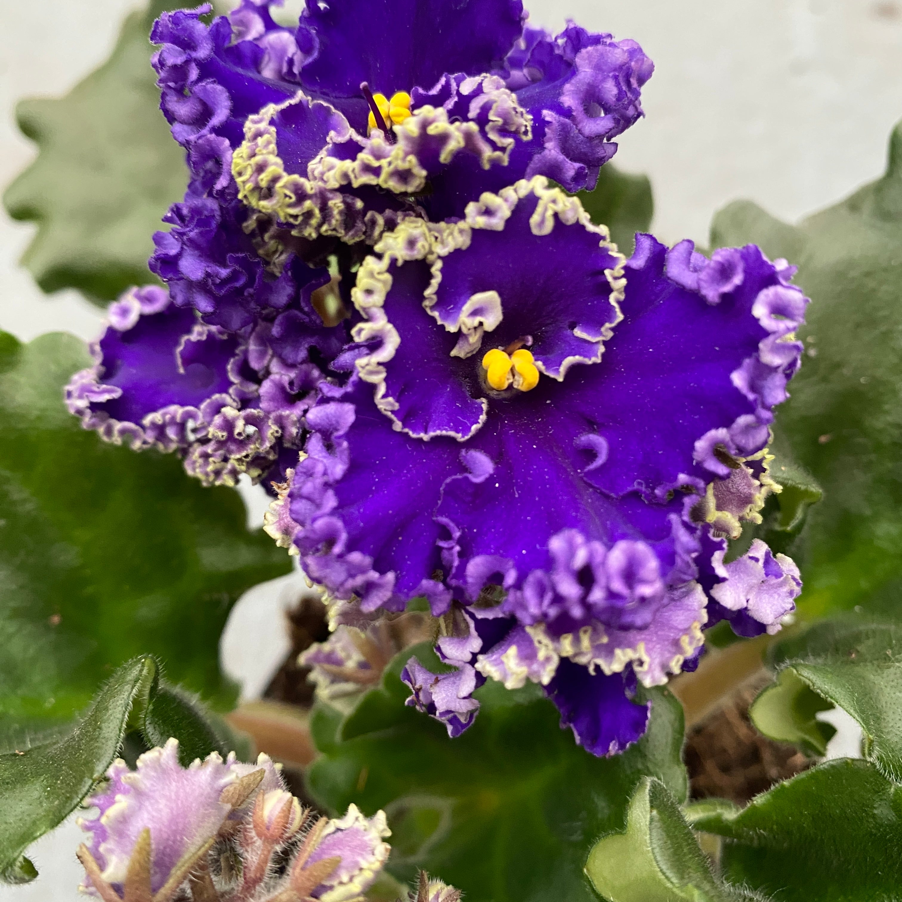 Saintpaulia Optimara Ever Special (Curly Dark Blue)