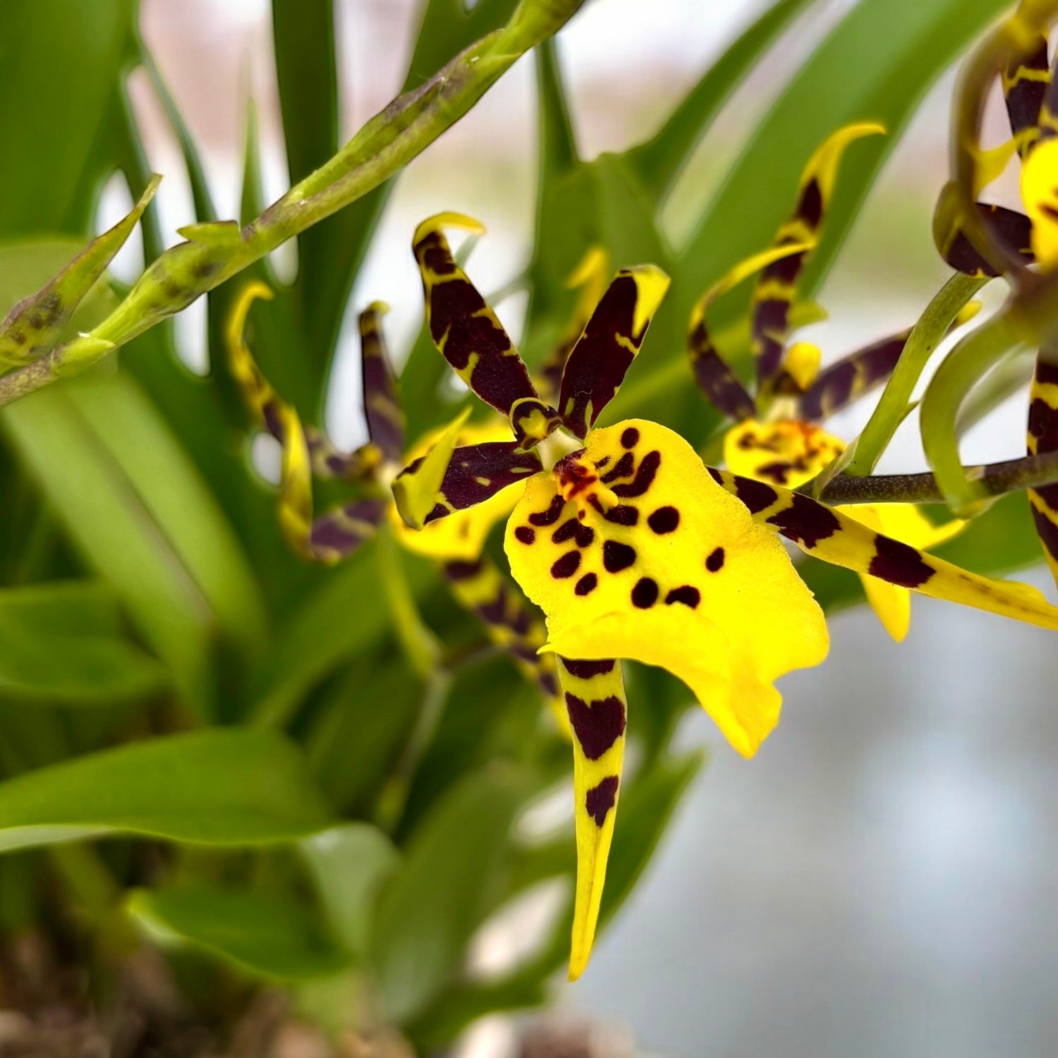 Oncidium (Cyrtocidium) Holm’s Wizard var. #10 (flori intens parfumate) - exemplare dezvoltate