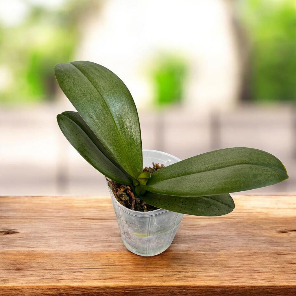 Phalaenopsis Younghome Purple Baby '07122'