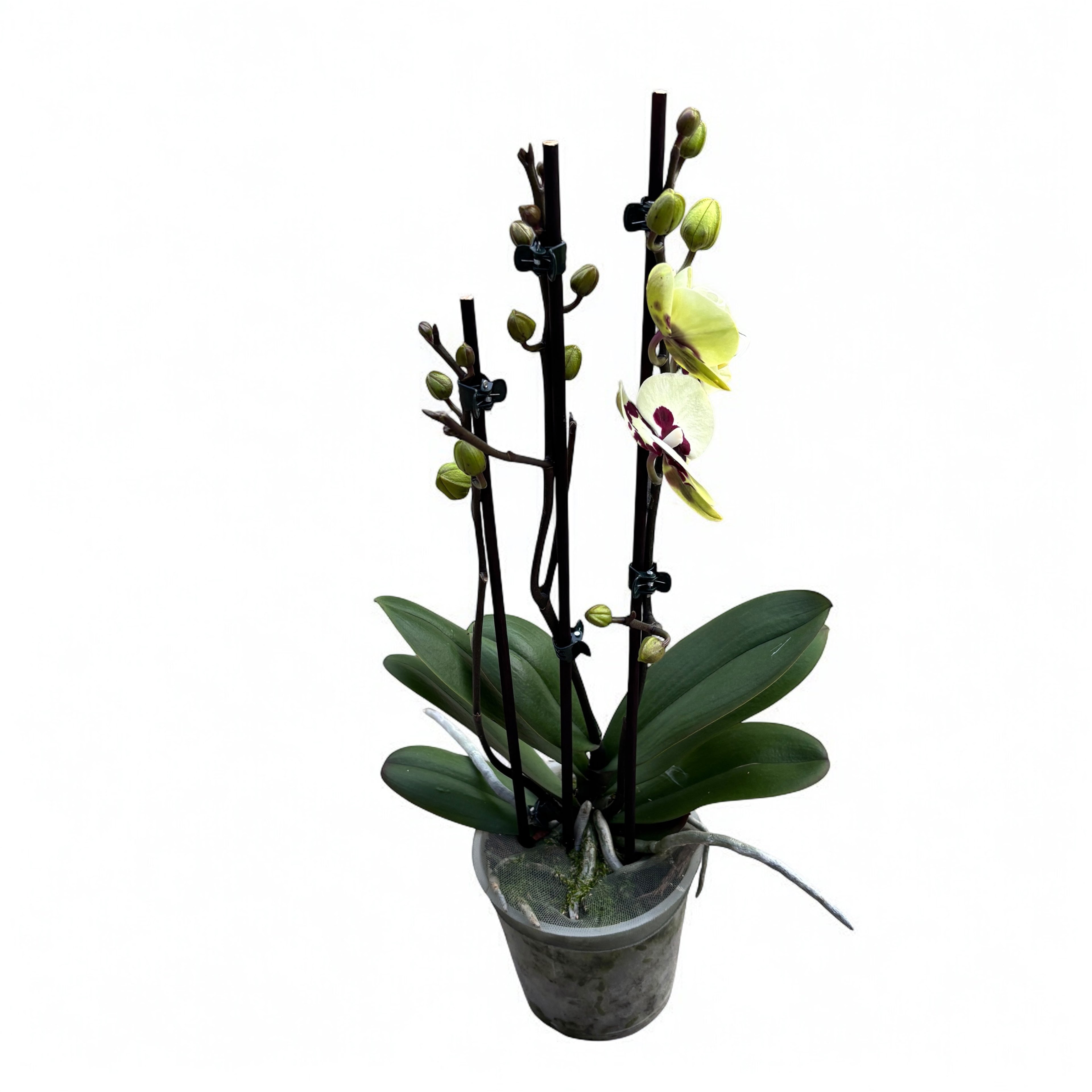 Phalaenopsis Winehoud