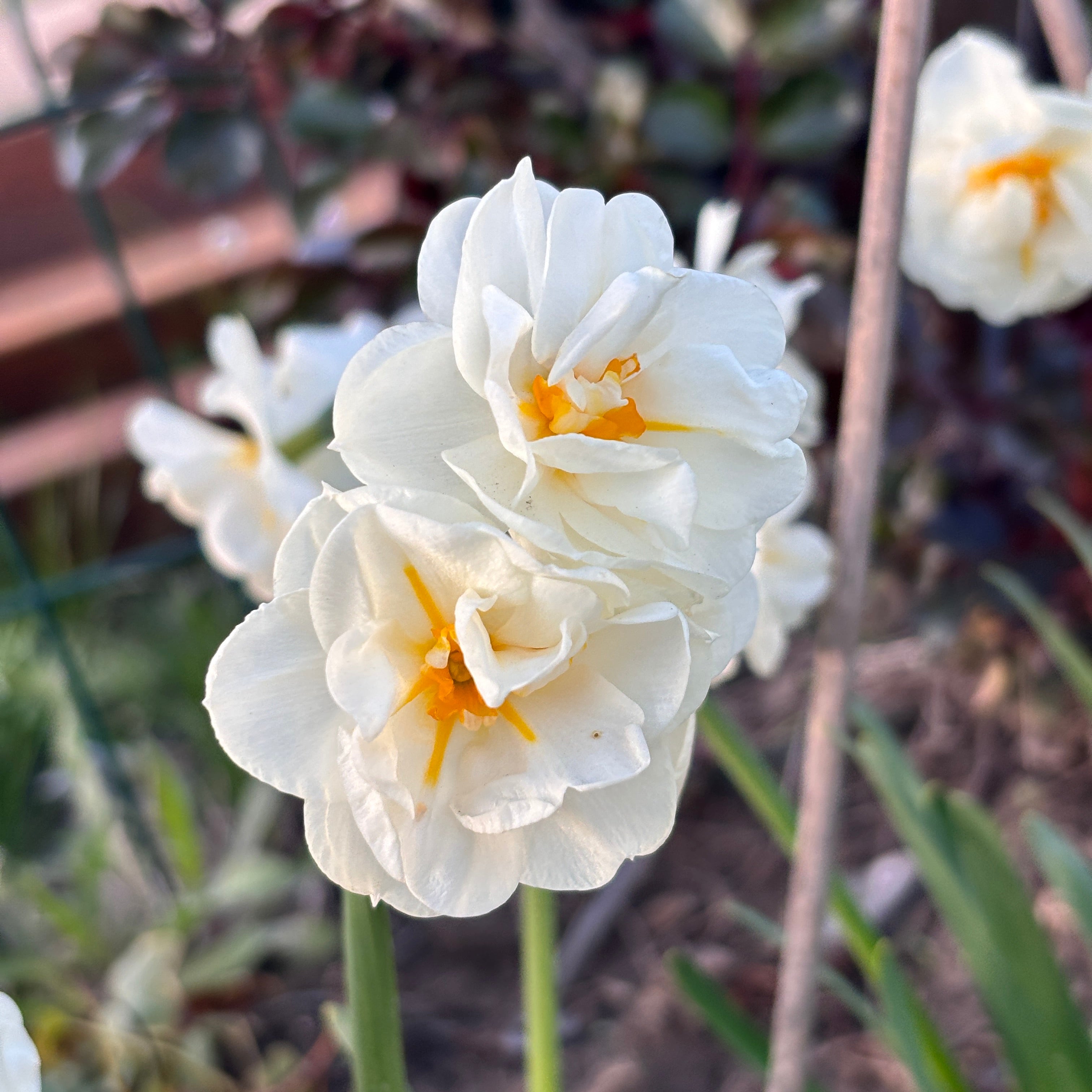 Narcise cu flori duble, puternic parfumate - Narcissus 'Bridal Crown'