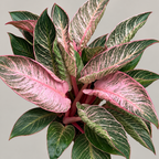 Philodendron ‘Pink Birkin’ - izražena šatiranost
