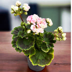 Pelargonium × hortorum ‘Appleblossom Rosebud’ - muscata różany pączek