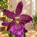 Beallara Marfitch 'Howards Dream'