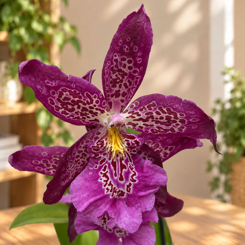 Beallara Marfitch 'Howards Dream'