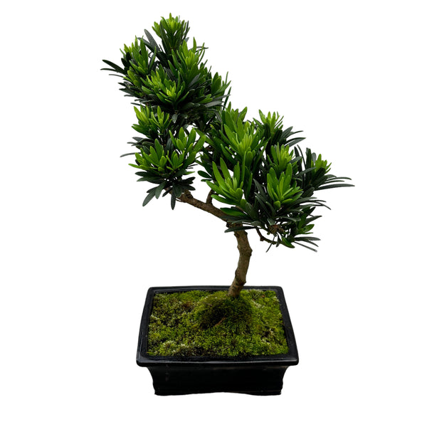 Bonsai Podocarpus (S shape)