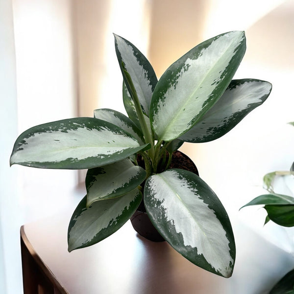 Aglaonema Silver Blue