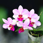 Phalaenopsis Liu's Cute Angel - vonné květy flpri