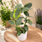 Stephanotis floribunda Yellow Variegata (yellow margin)