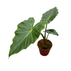 Alocasia portodora