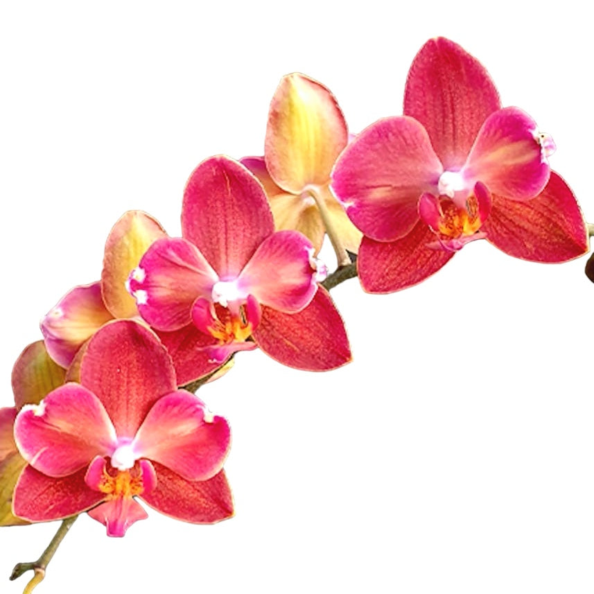 Phalaenopsis Miki Orange Sunset (pelorisch) duftende Blüten