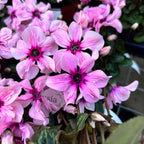 Cyclamen 'Illusia Light with Eye' – elegáns virágok finom rózsaszín árnyalatokban