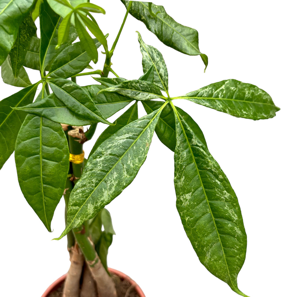 Pachira aquatica foltos (szórványos változatosság)