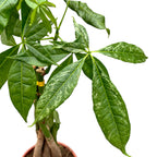 Pachira aquatica foltos (szórványos változatosság)