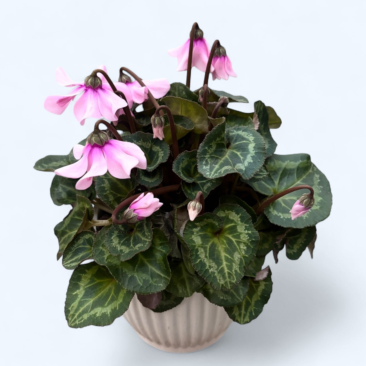 Cyclamen ‘Petticoat’
