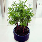 Bonsai Metasequoia (Forest)