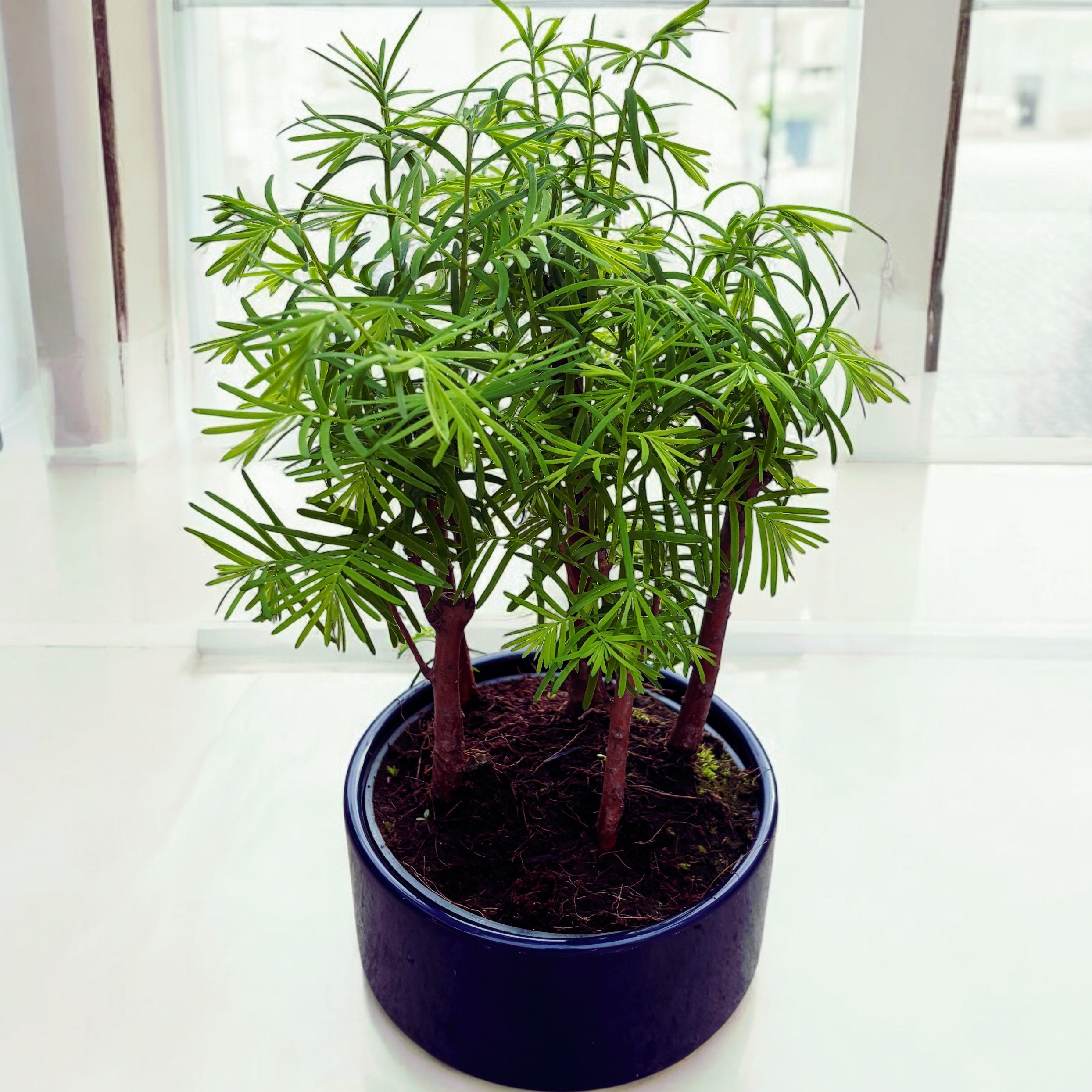 Bonsai Metasequoia (Forest)