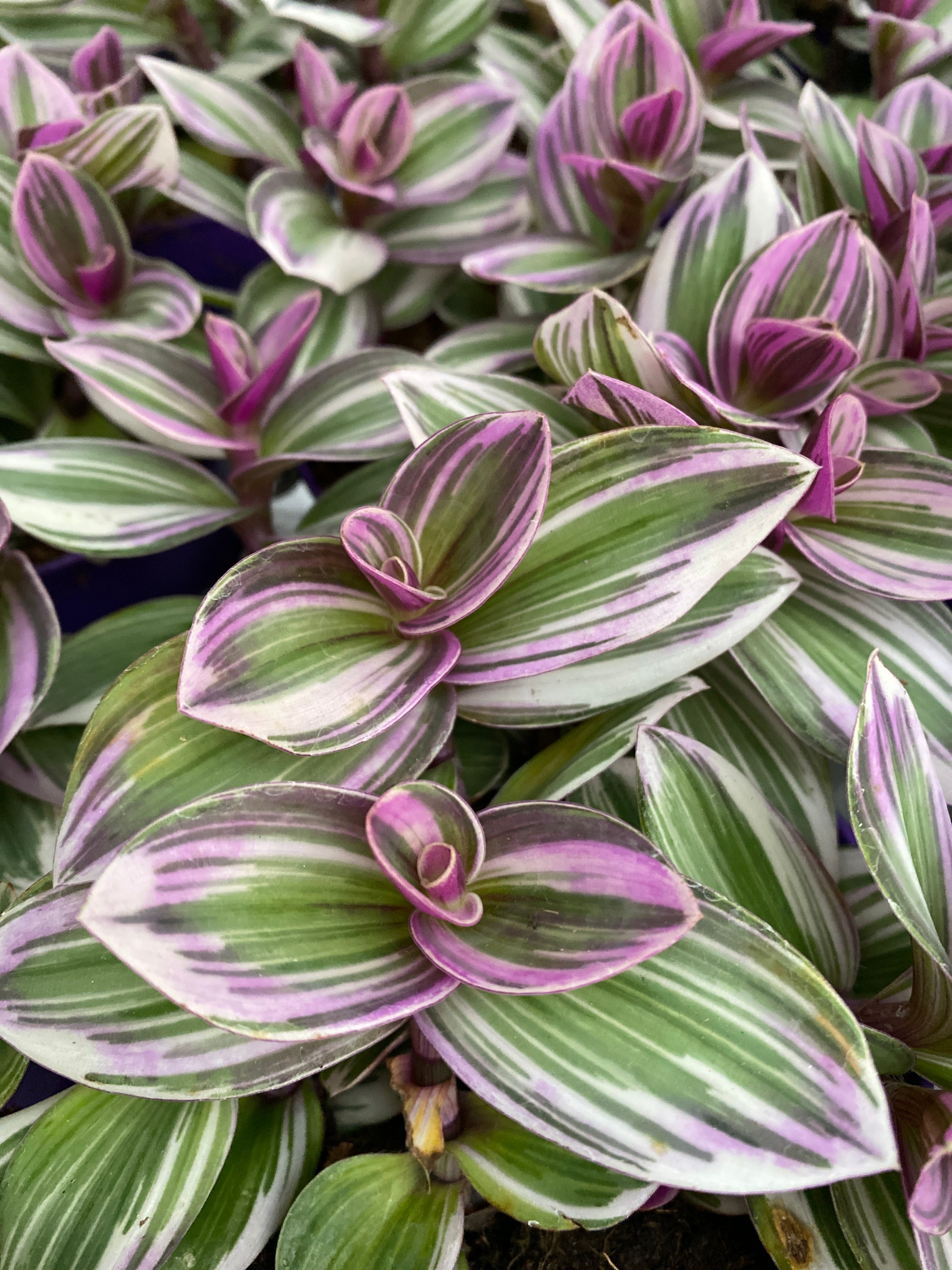 Tradescantia albiflora 'Nanouk' D12 (5+ plante/ghiveci)