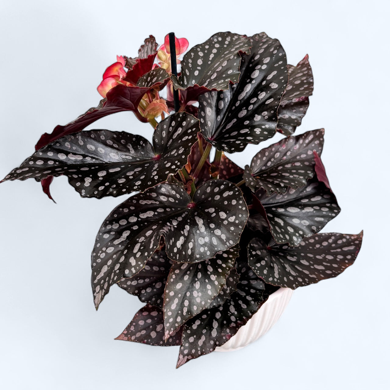 Begonia Momomayu - varietate spectaculoasa cu frunzis roz intens si reflexe metalice