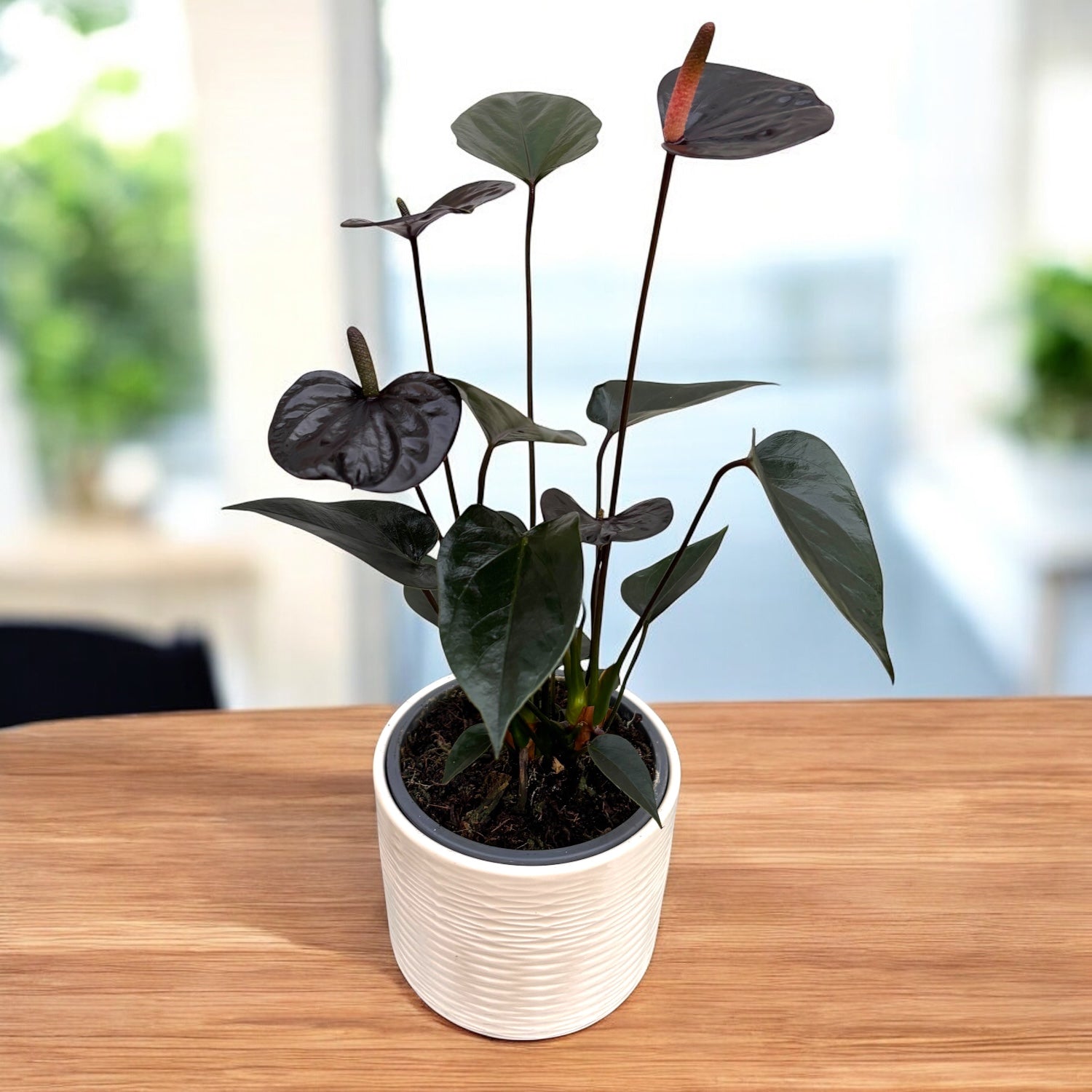 Anthurium Black Love