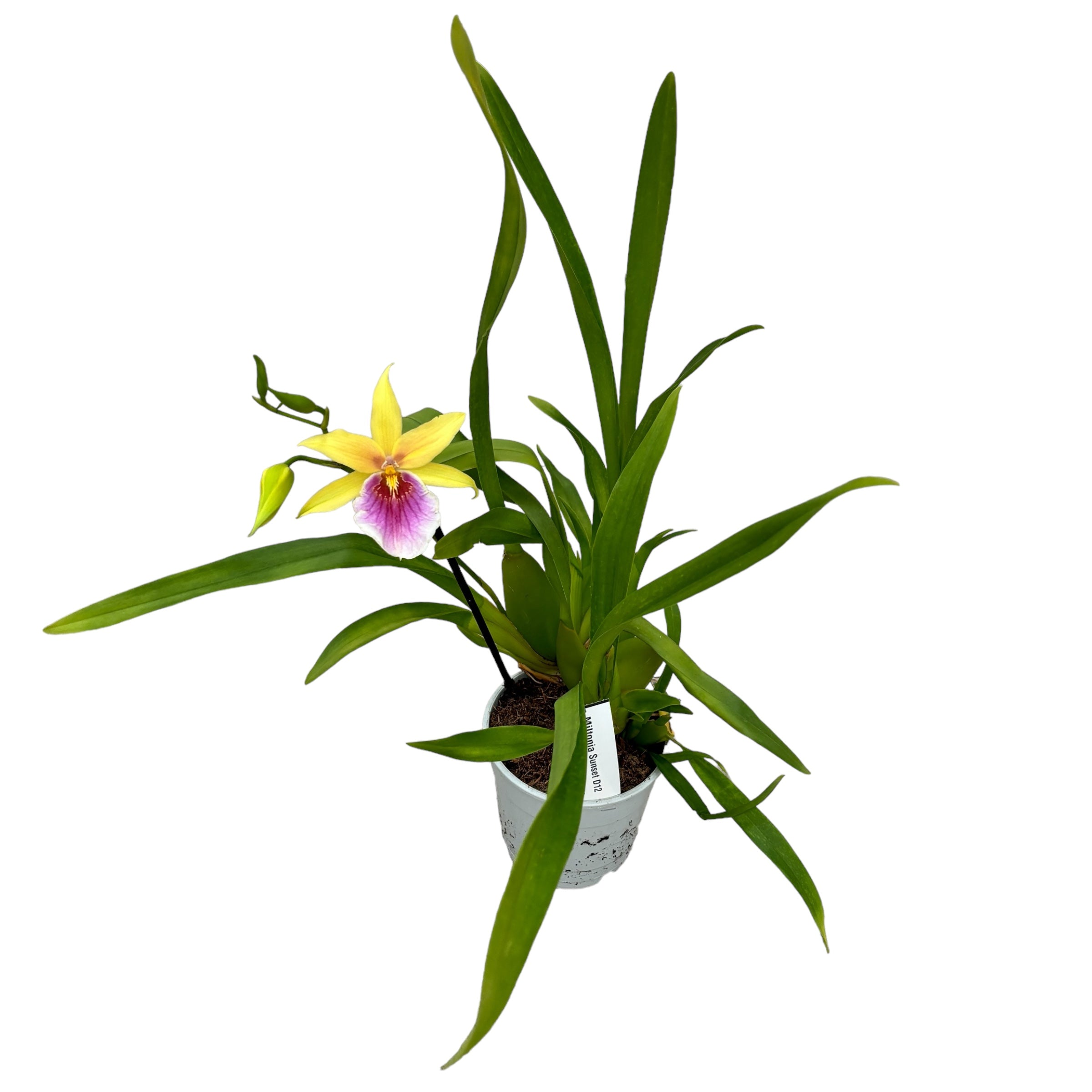 Miltonia Sunset (Pansy Orchid)