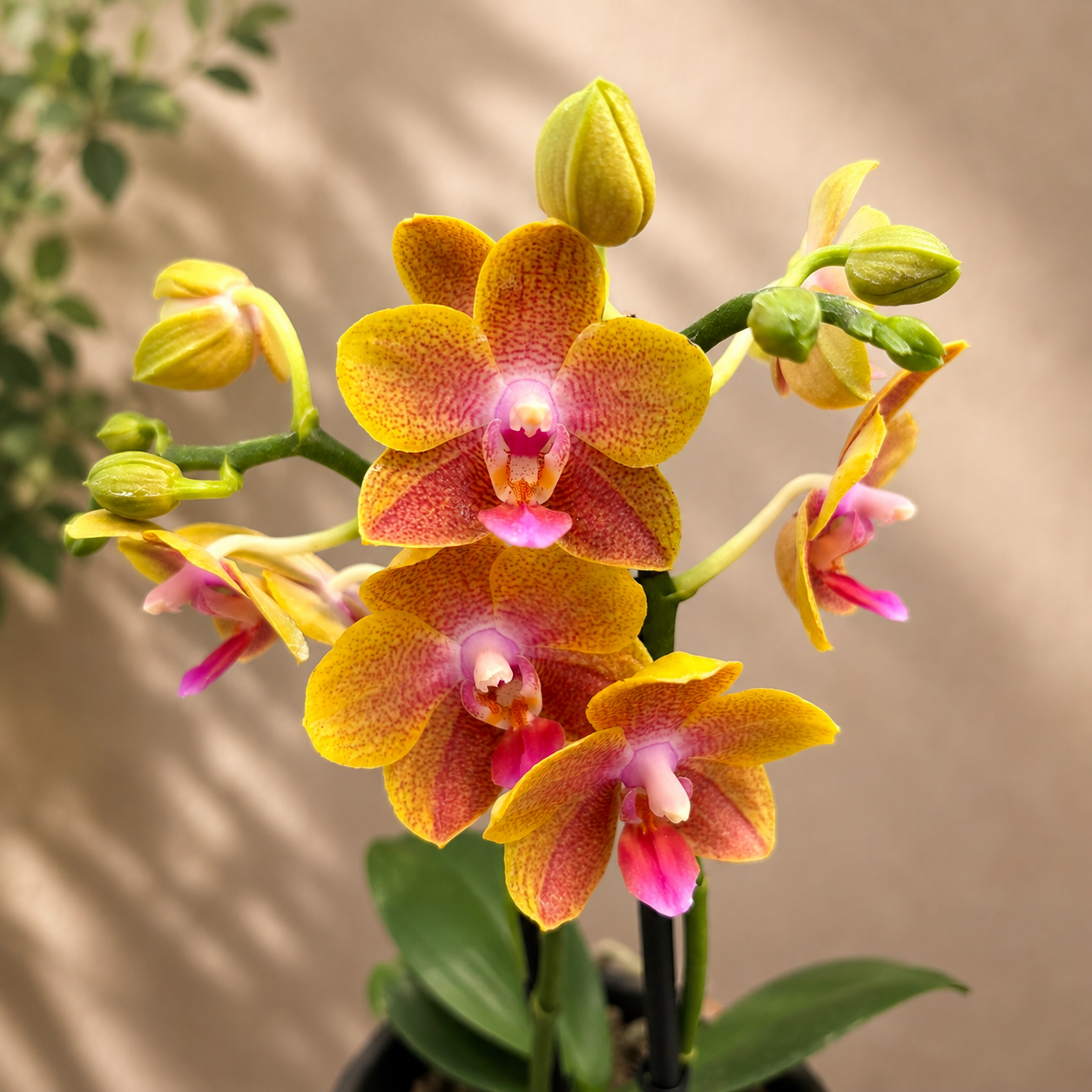 Phalaenopsis Brother Sara Gold - intens geurende bloemen