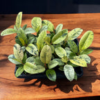 Ficus elastica 'Shivereana' ('Moonshine', 'Variegata') - stralucire unica si variegatie spectaculoasa